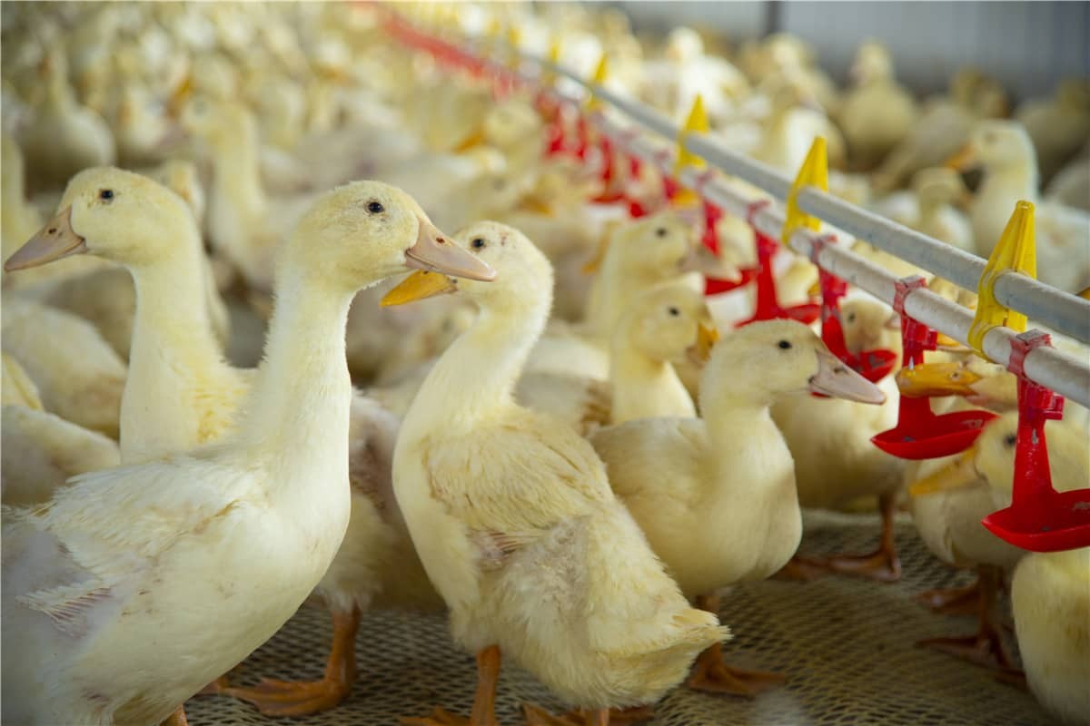 Memperkasakan Penternakan Pintar dengan Teknologi RFID