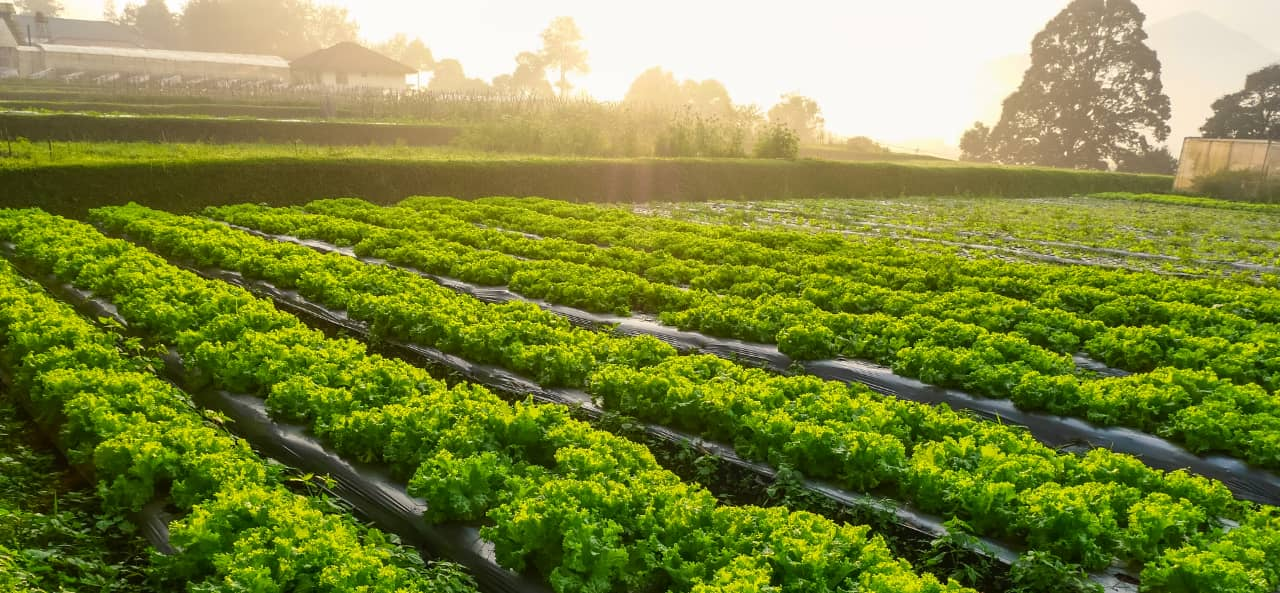 RFID dalam Pertanian Pintar: Daripada Modul RFID UHF kepada Pelekat untuk Penjejakan dan Penyelenggaraan Jentera