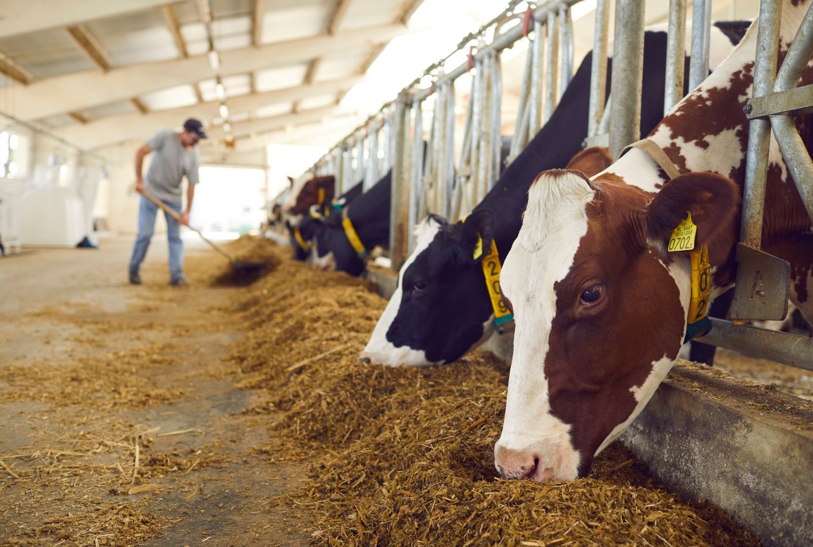 Bagaimanakah Tag RFID untuk Lembu Berfungsi? Memahami Teknologi Pengenalpastian Ternakan Moden