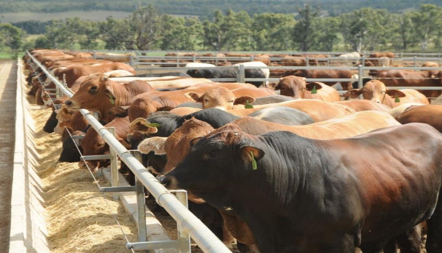 Bagaimanakah Tag RFID untuk Lembu Berfungsi? Panduan Lengkap untuk Pengenalpastian dan Kebolehkesanan Ternakan